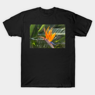 Bird of Paradise T-Shirt